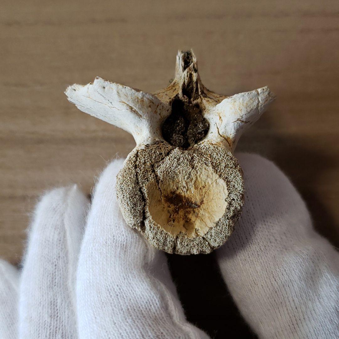 化石　白亜紀　ヘルクリーク　大型ワニ・レディスクスの脊髄