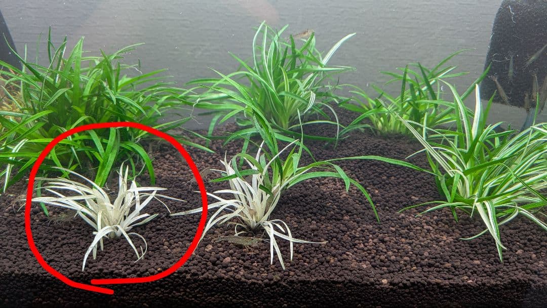 【超希少】 ホシクサ・クチホワイト 水中葉1株 　おまけ付き