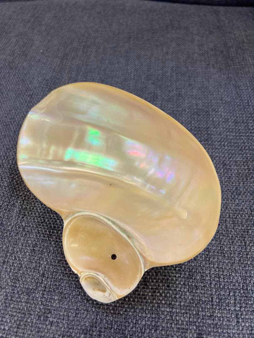 骨董品　天保期 木箱入り 貝殻5点セット 南京貝 男女貝 江戸期