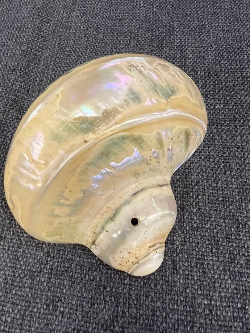 骨董品　天保期 木箱入り 貝殻5点セット 南京貝 男女貝 江戸期