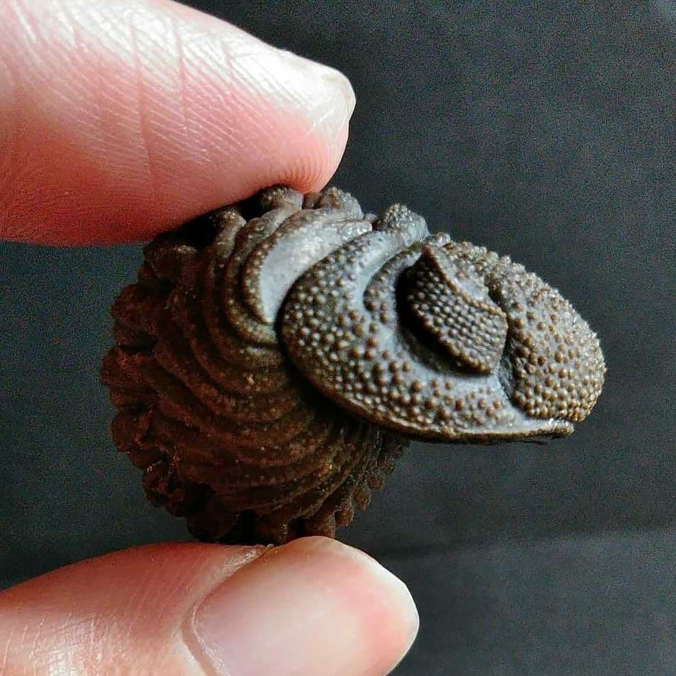 Ｍｏｒｏｃｏｐｓ ｆｏｒｔｅｙｉ