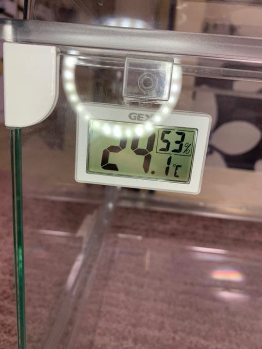 ハリネズミスターターセット