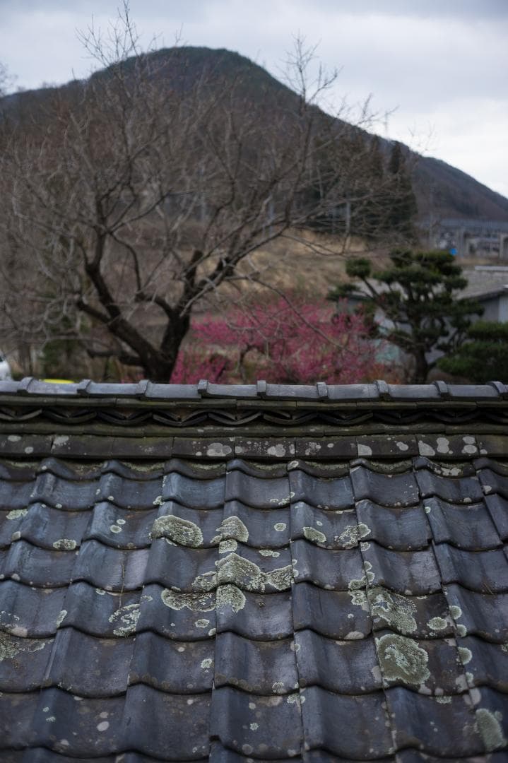 MS-OPTICS APOQUARIA-G 35mm F1.4 ライカMマウント