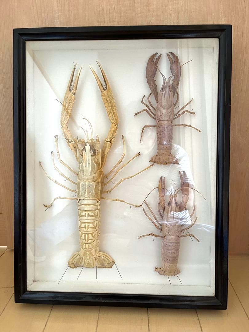 大アカザエビ　ウチダザリガニ 標本3体　ドイツ箱入り