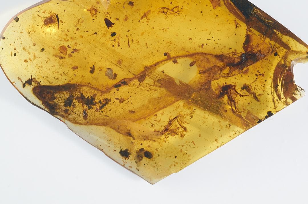 レア極上品 PA0084虫入り琥珀化石　ミャンマーカムティかタナイ9900万年前