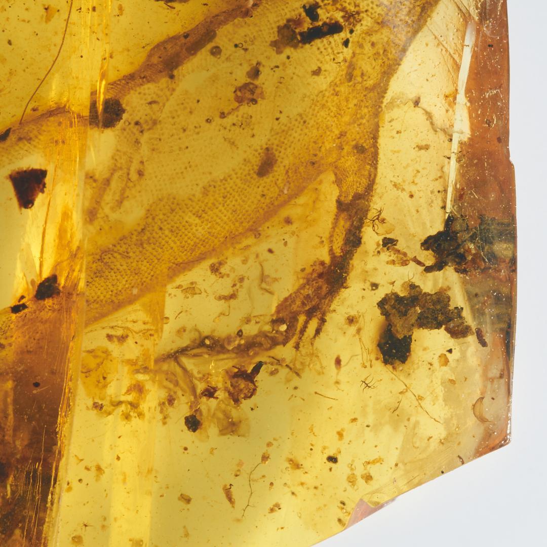 レア極上品 PA0084虫入り琥珀化石　ミャンマーカムティかタナイ9900万年前