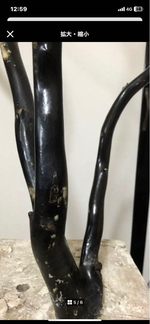 海松　深海松　ブラックコーラル