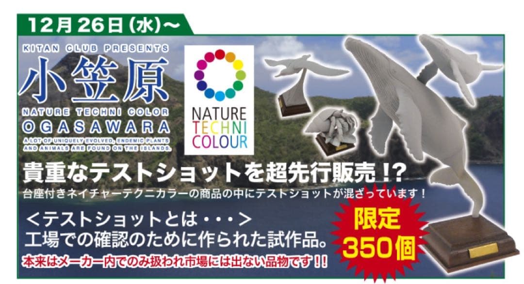 小笠原　ザトウクジラ　テストショット　ネイチャーテクニカラー