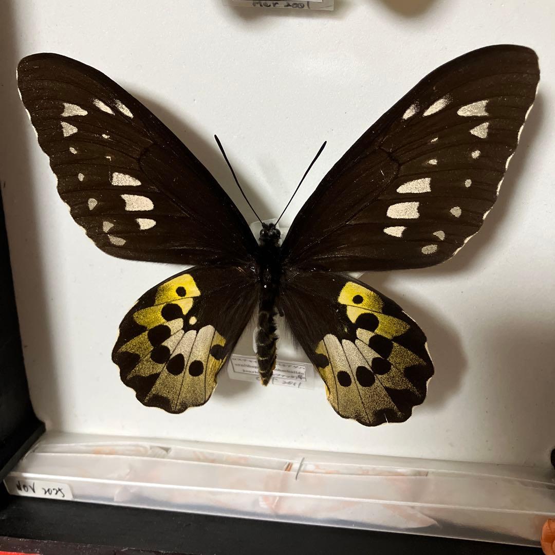 ロスチャイルドトリバネアゲハ♂♀