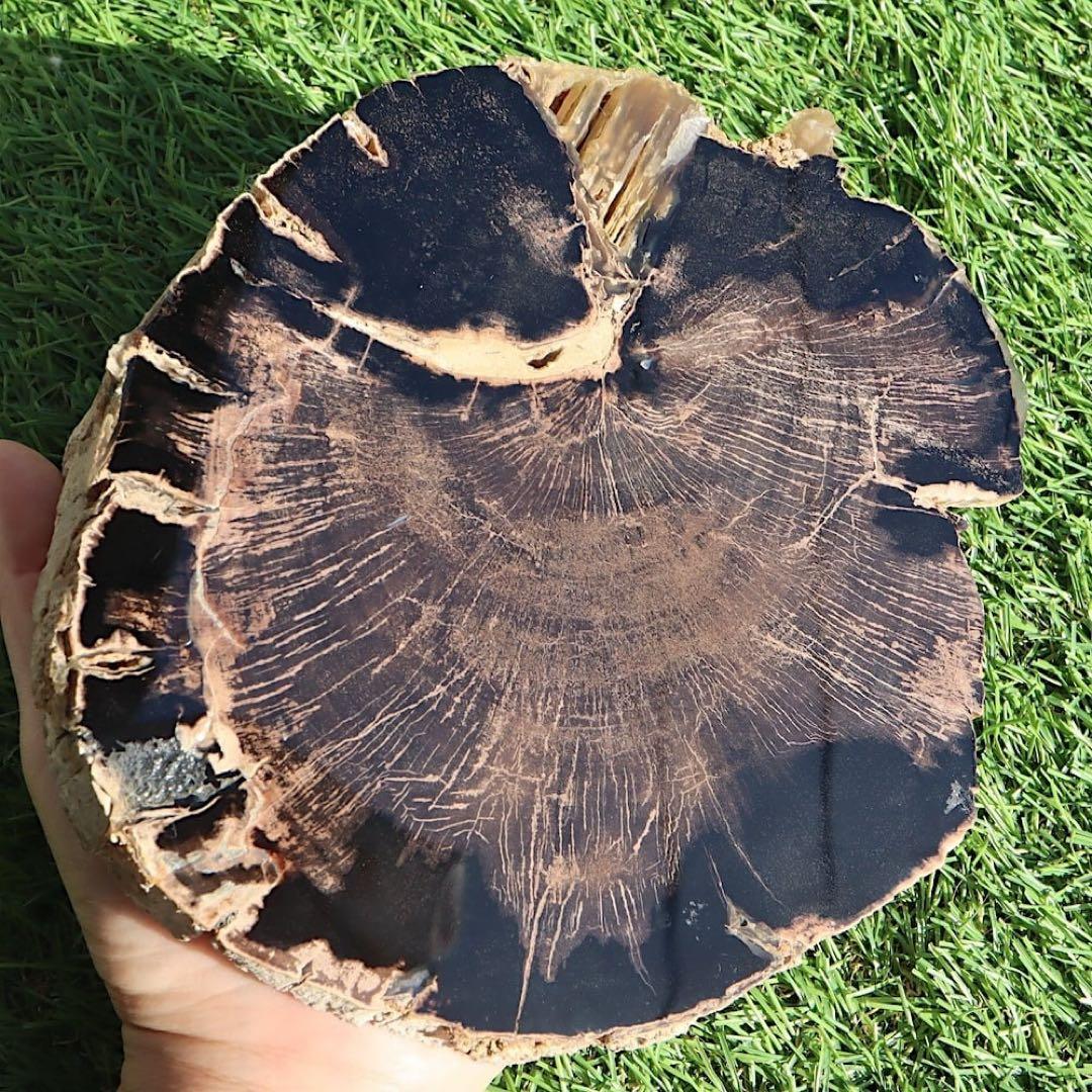 特特特大！珪化木 ペトリファイドウッド 1433g PFW029　 原石 天然石