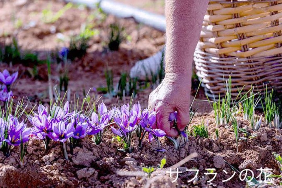 ミッタルティー　サフラン・マサラ・チャイ　印度茶葉100gパウチ袋入り