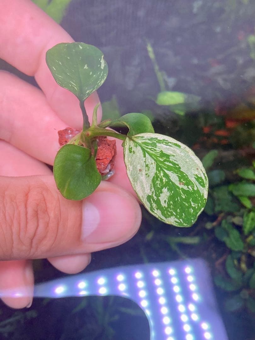 専用　アヌビアスナナ　斑入りキング　6株