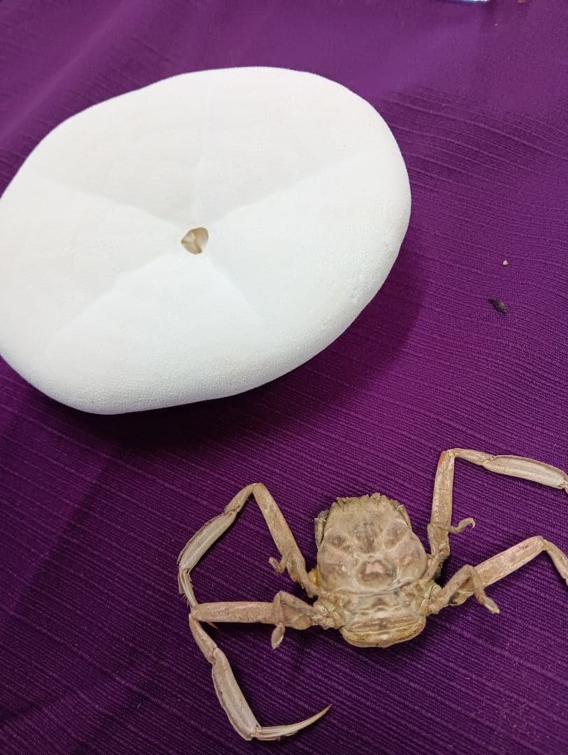 四国太平洋高知県産稀少平家蟹（蜘蛛蟹）サムライ蟹＆タコノマクラリアル標本セット