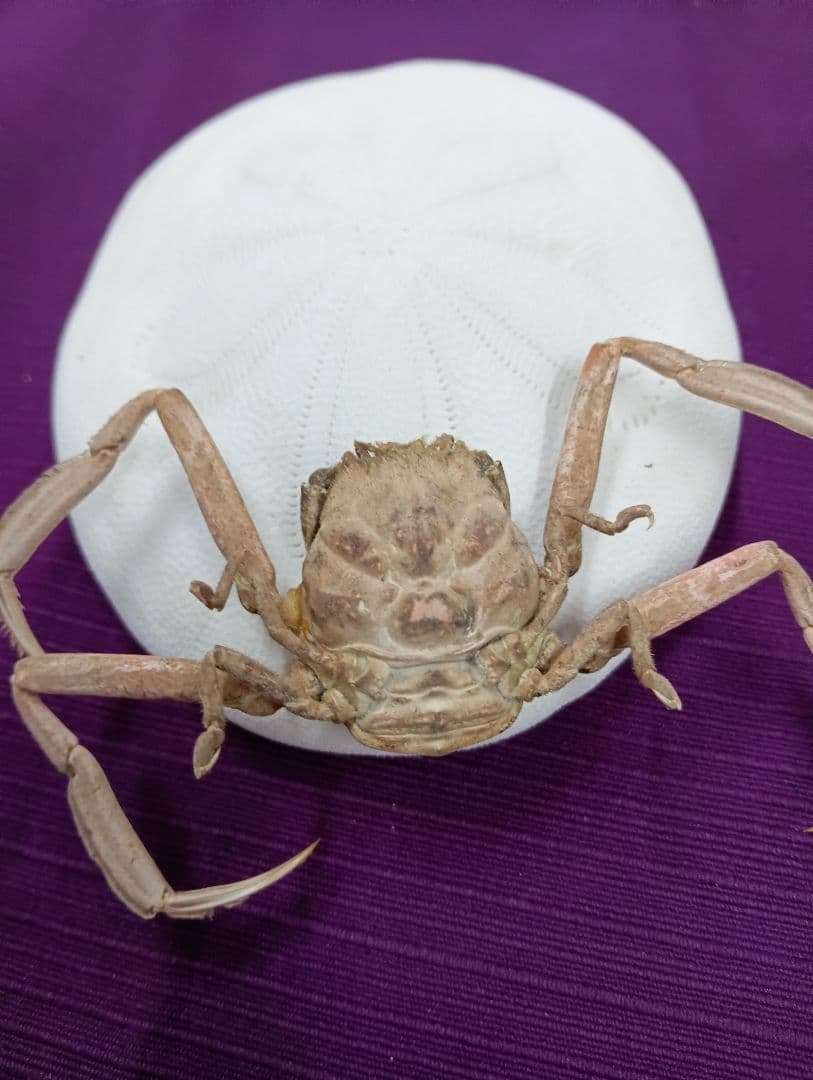四国太平洋高知県産稀少平家蟹（蜘蛛蟹）サムライ蟹＆タコノマクラリアル標本セット