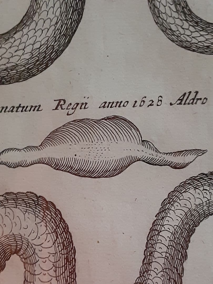 ヨンストンヒュドラ銅板画