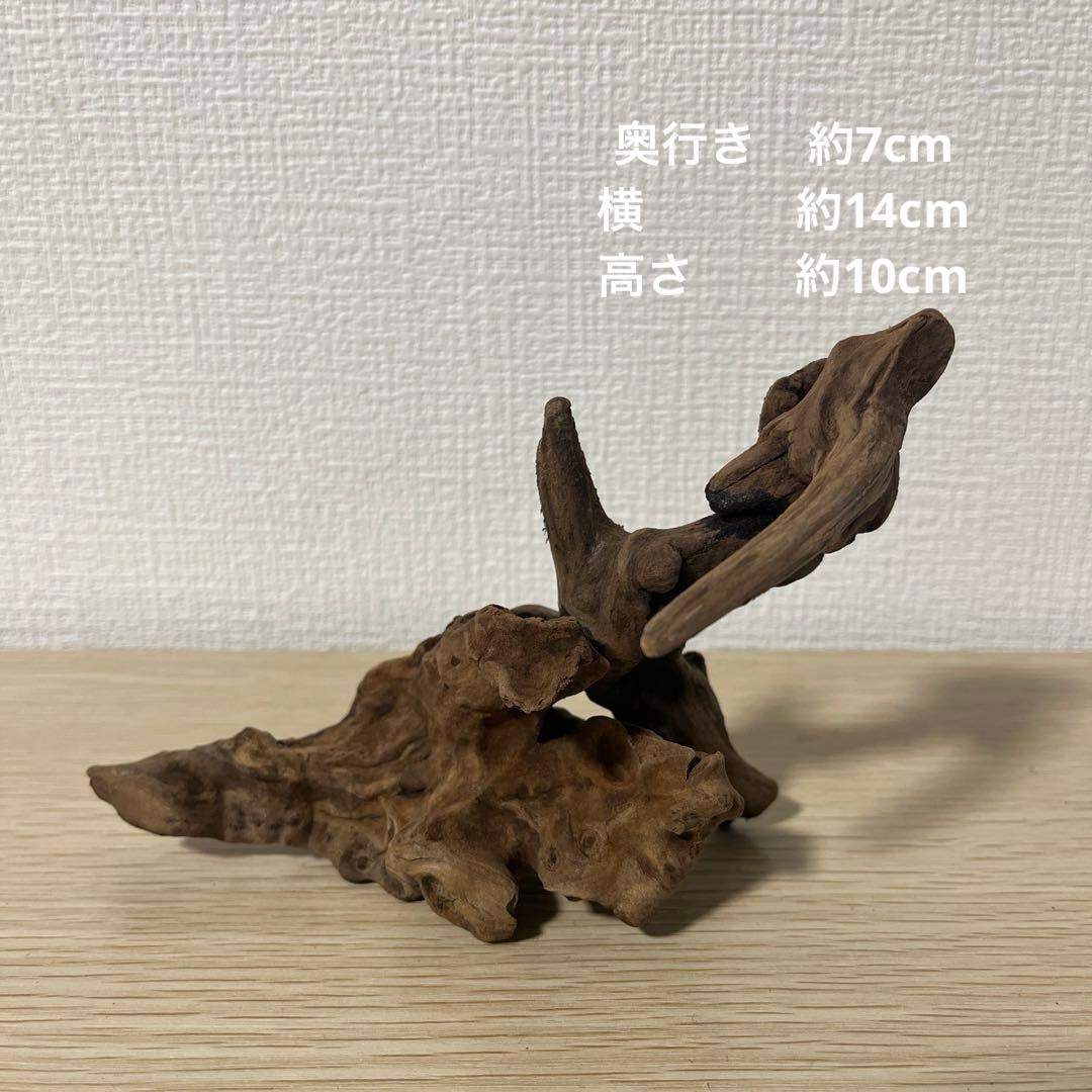 一点もの マングローブ９点まとめ売り✨レイアウト アクアリウム イモリウム 流木