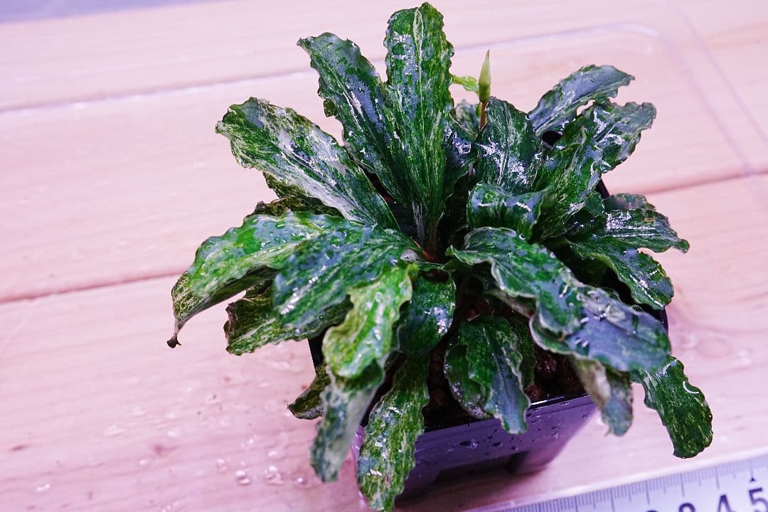 ブセファランドラsp. グリーンウェービー 斑入り バリエガータ　水上葉　無農薬