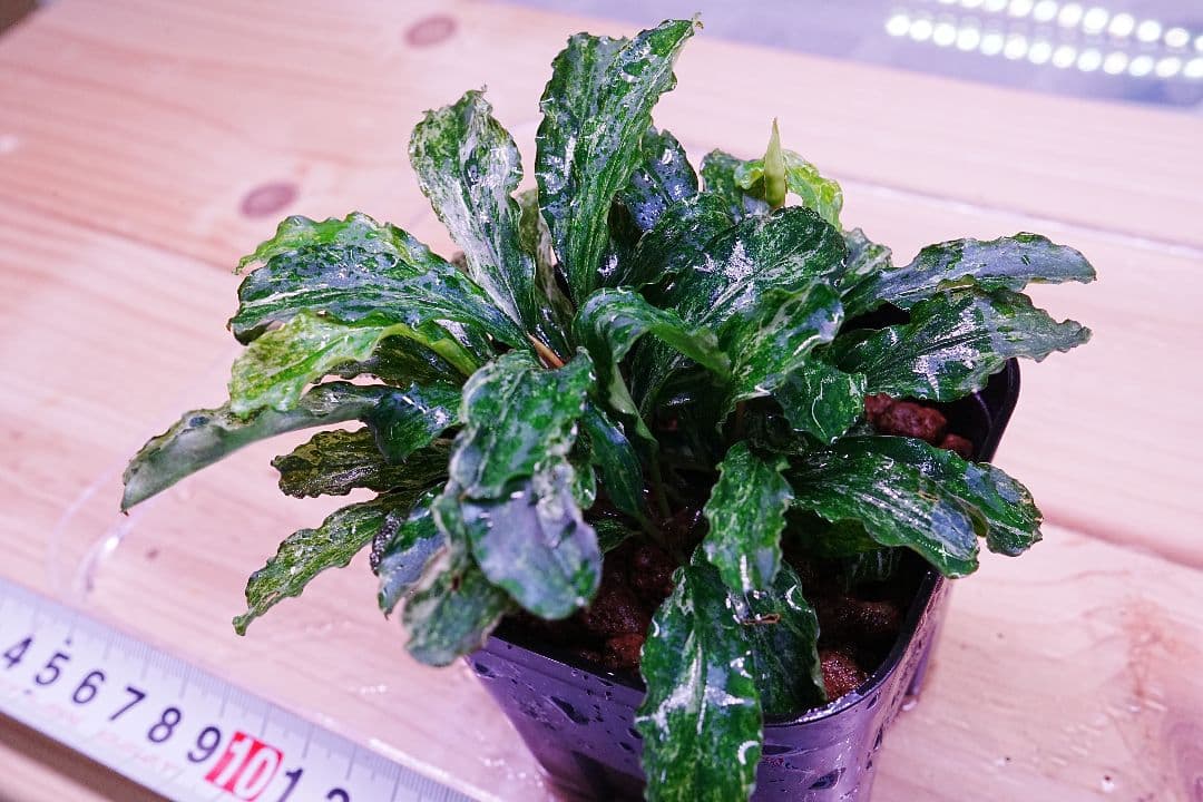 ブセファランドラsp. グリーンウェービー 斑入り バリエガータ　水上葉　無農薬