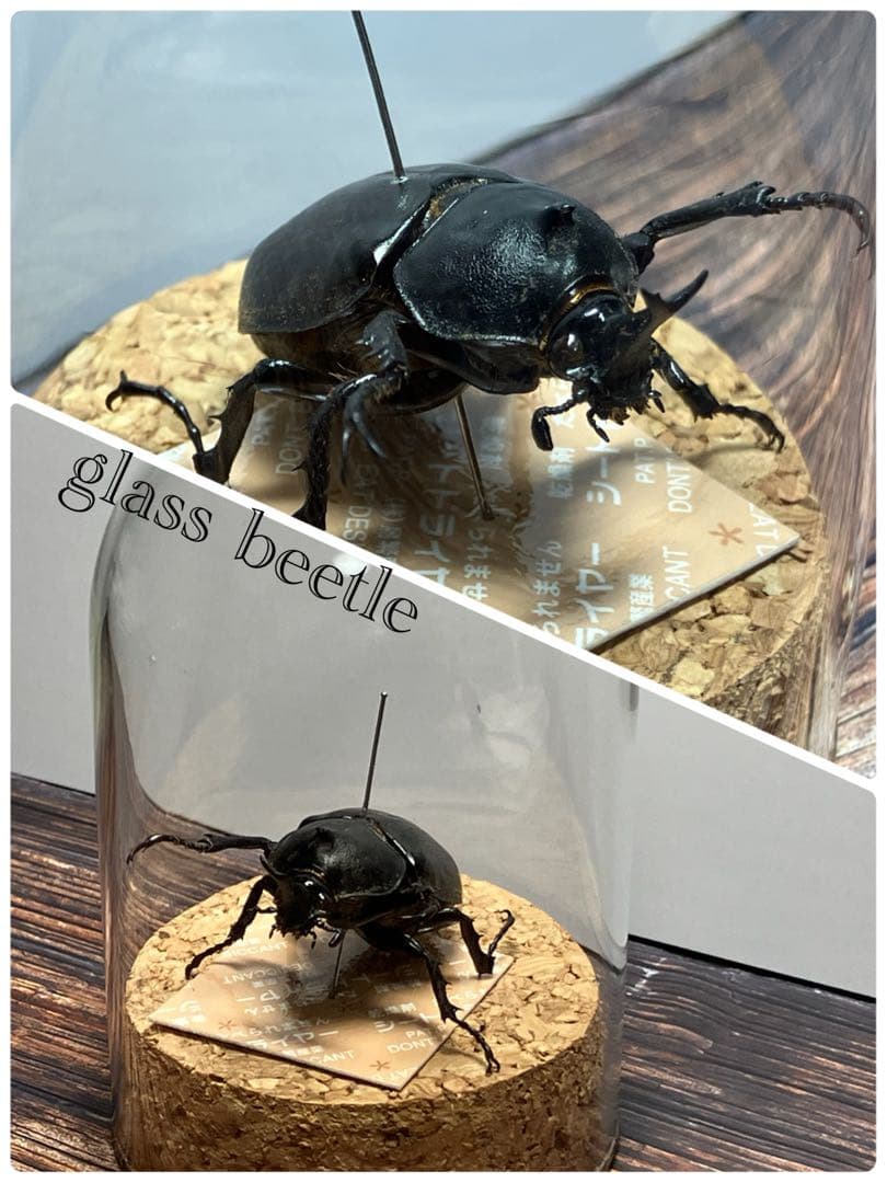【Glass Beetleヤマトカブトムシ標本 GB-002】