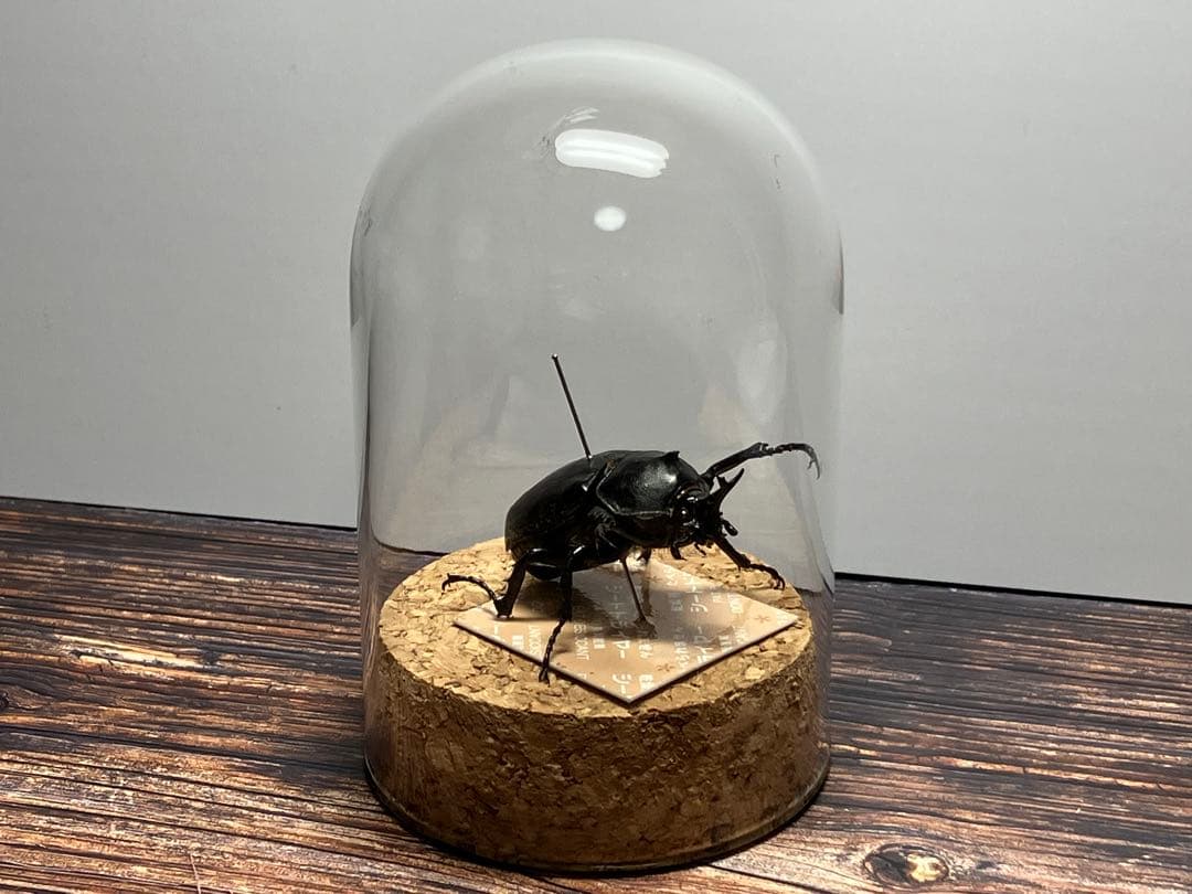 【Glass Beetleヤマトカブトムシ標本 GB-002】