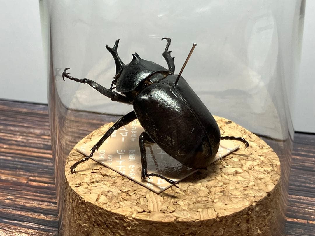 【Glass Beetleヤマトカブトムシ標本 GB-002】