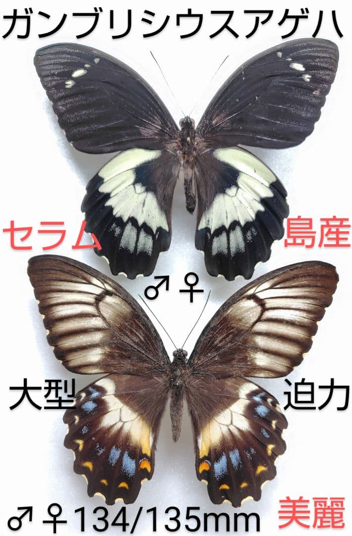 ガンブリシウスアゲハ♂♀ 標本 ★セラム島産★大型迫力綺麗ペア個体・有名種