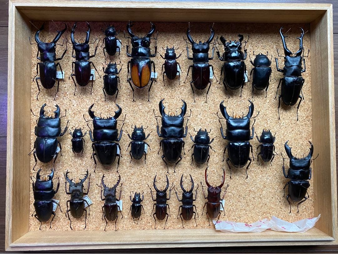 クワガタ多数　大型標本