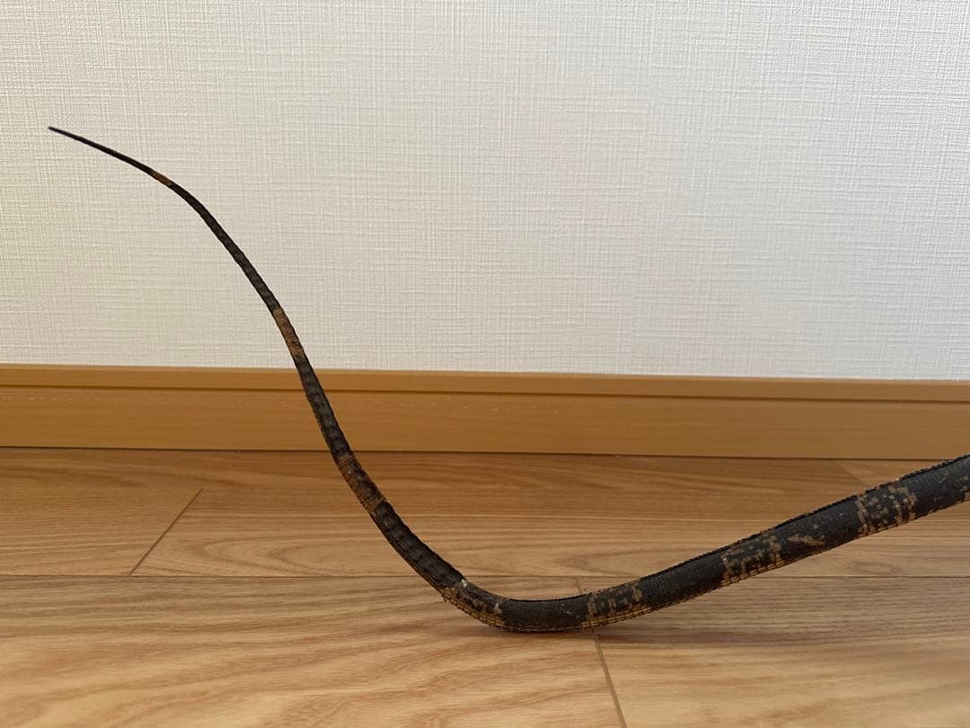 サルバトールモニターミズオオトカゲ剥製