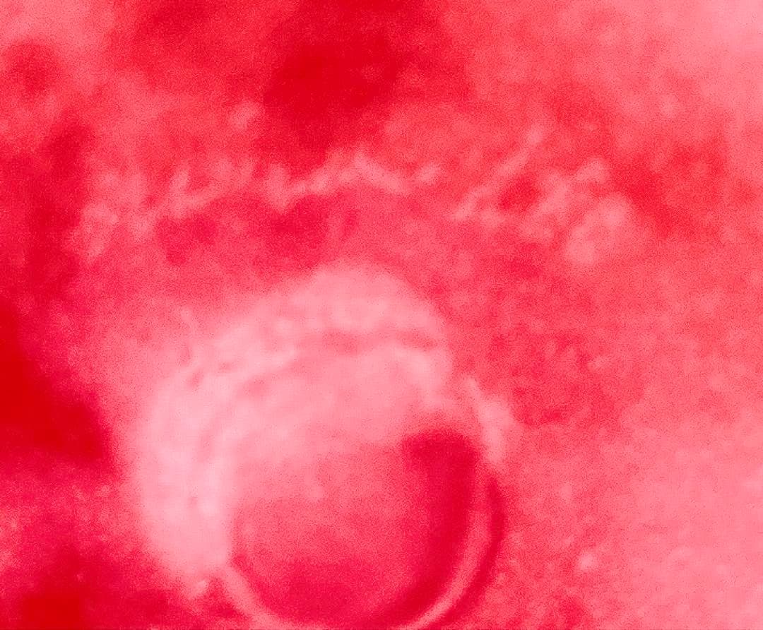 miwa ito ミワイトウ ガラス　moomoo cup 新品未使用　本物保証