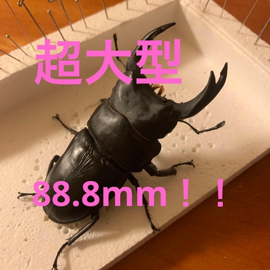 オオクワガタ 標本 死虫 能勢YG血統 脅威の88.8ミリ！