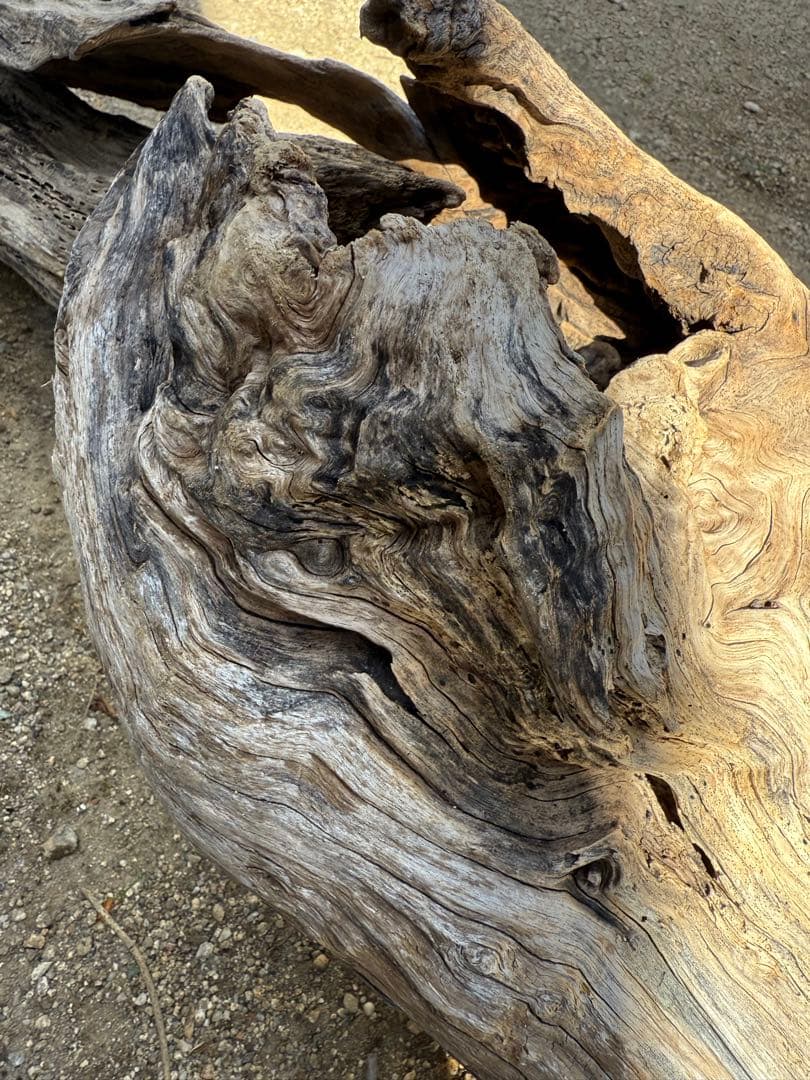 特大流木　流木 レイアウト用品 約143×cm 流木 店舗装飾