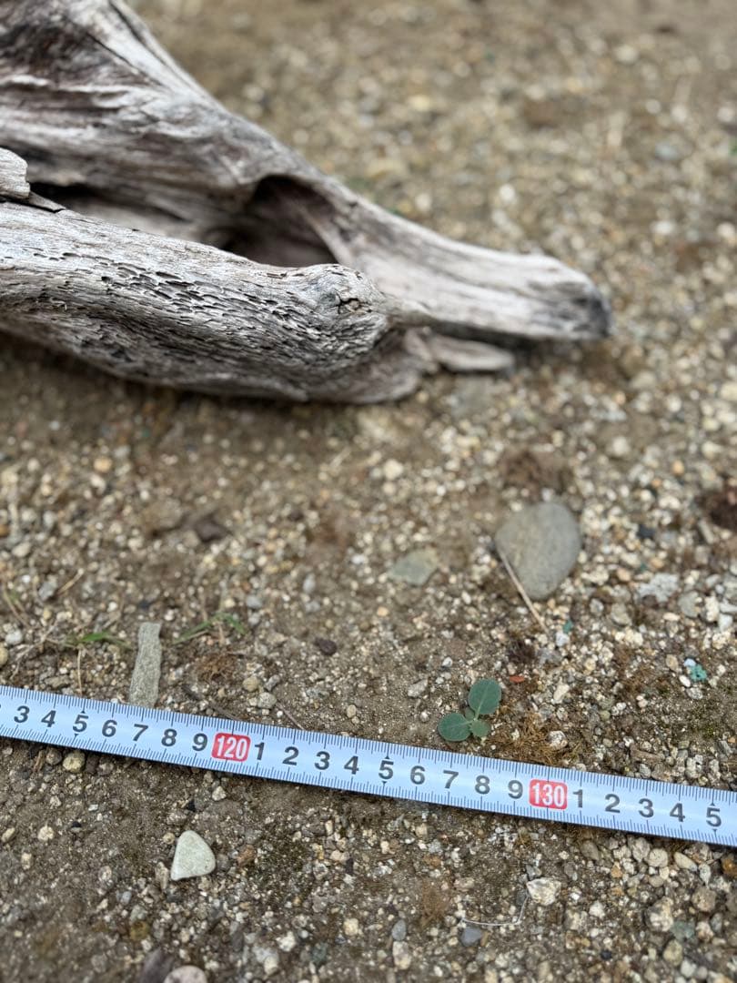 特大流木　流木 レイアウト用品 約143×cm 流木 店舗装飾