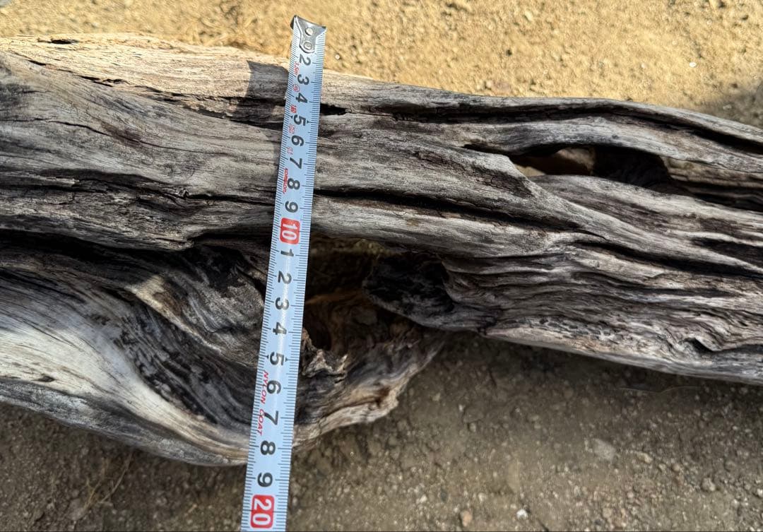 特大流木　流木 レイアウト用品 約143×cm 流木 店舗装飾