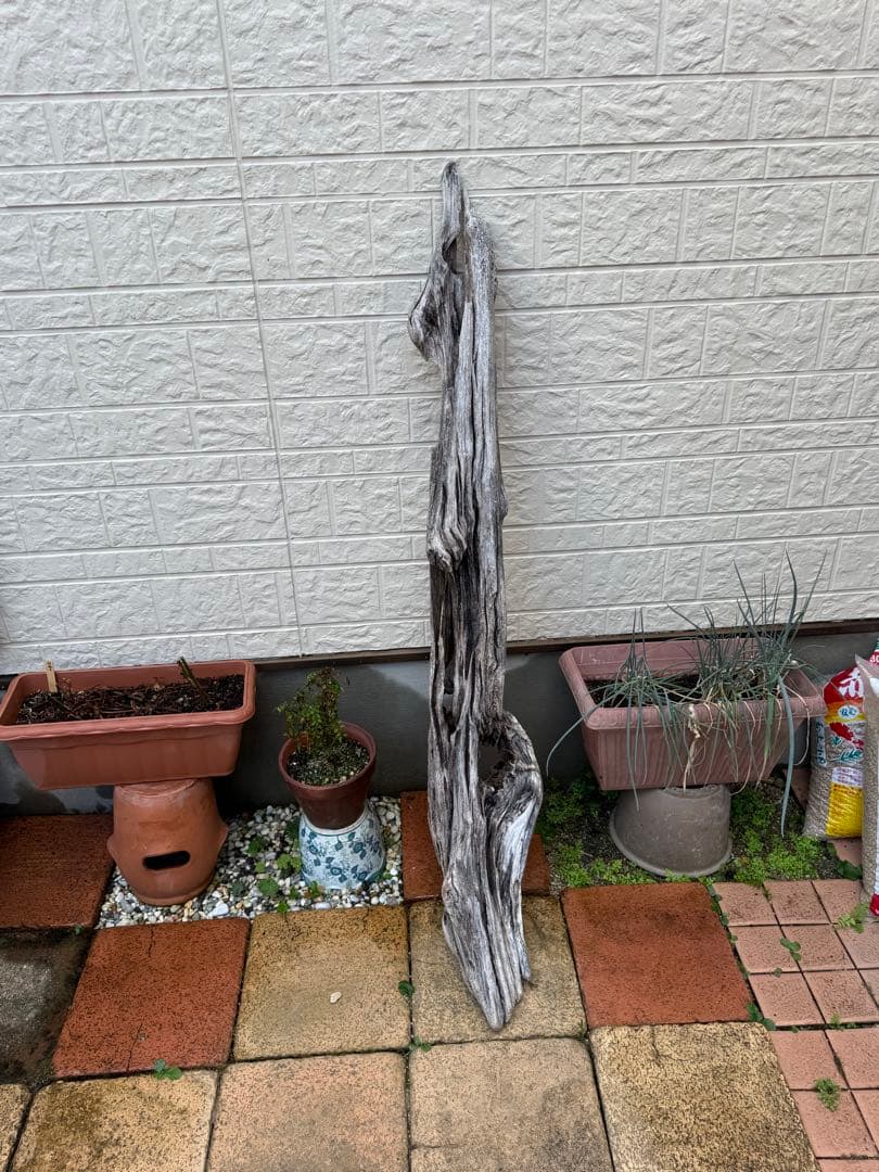 特大流木　流木 レイアウト用品 約143×cm 流木 店舗装飾