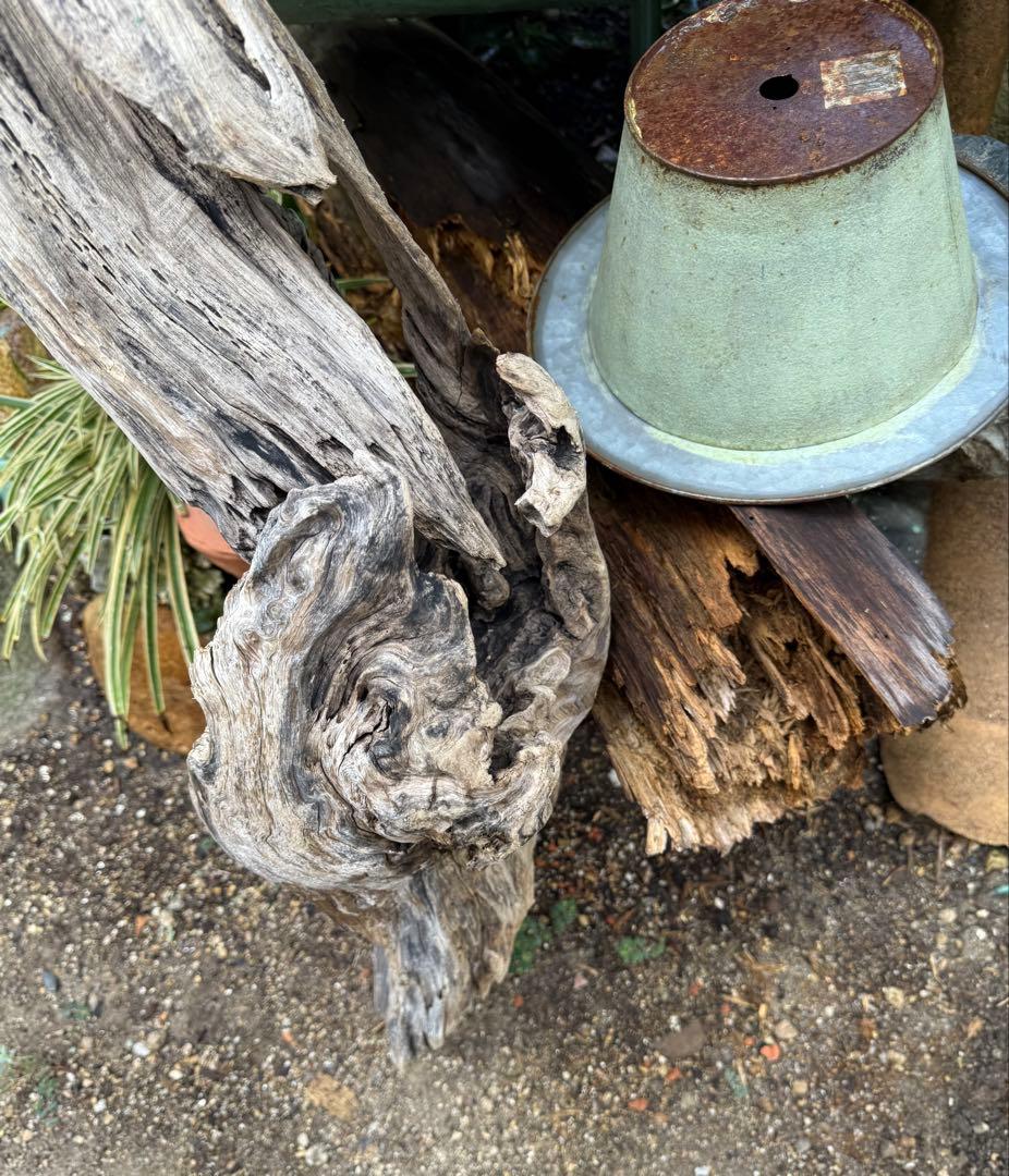 特大流木　流木 レイアウト用品 約143×cm 流木 店舗装飾