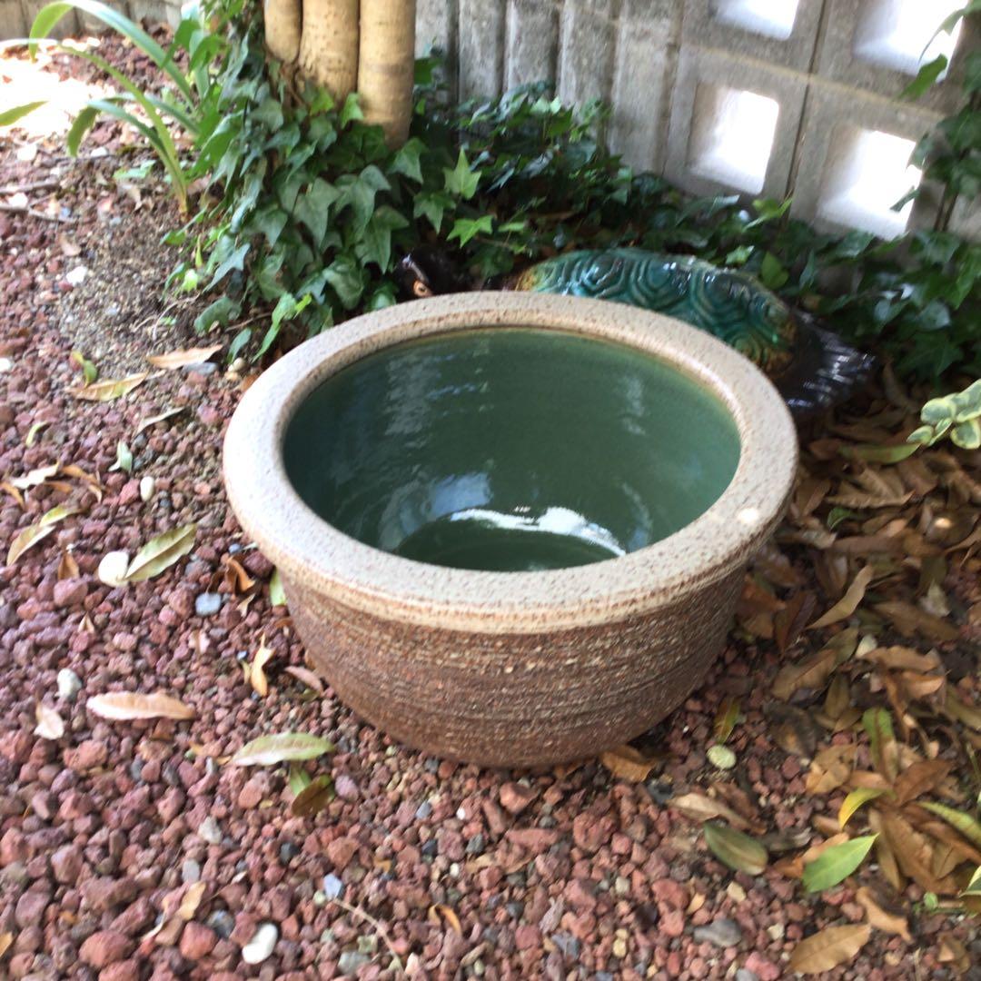信楽焼　めだか鉢　睡蓮鉢　ビオトープ43.5cm
