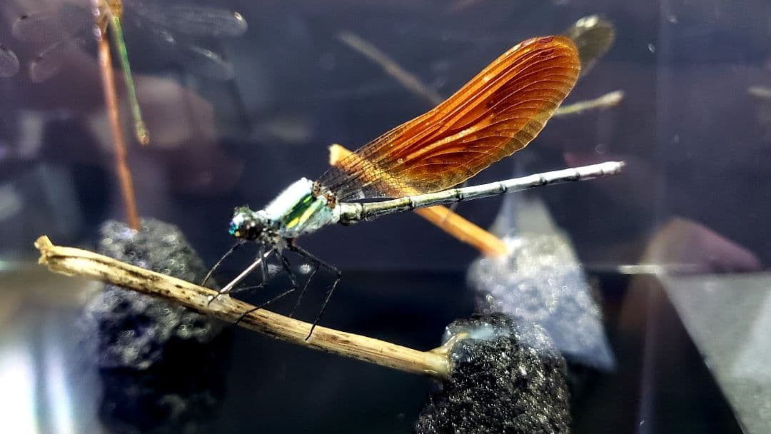 くなりみい出品 立体標本5点