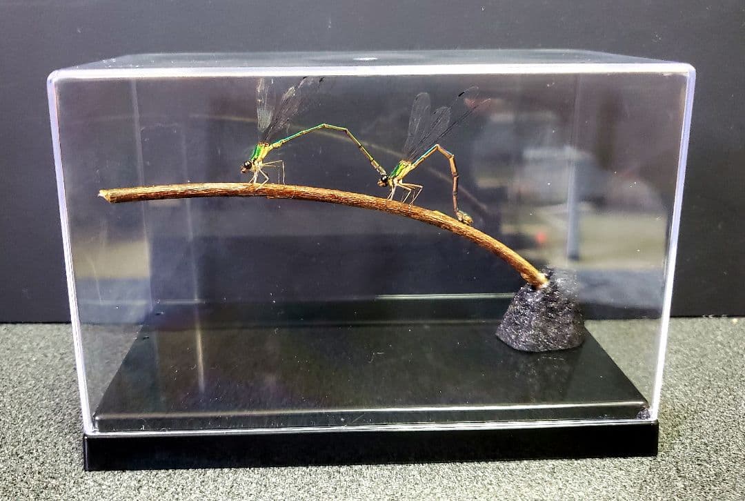 くなりみい出品 立体標本5点