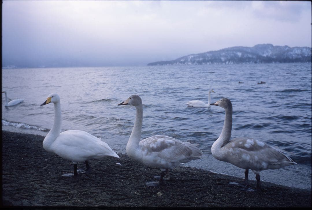 Leica SUMMICRON 35mm f/2 2nd ライカ スミクロン