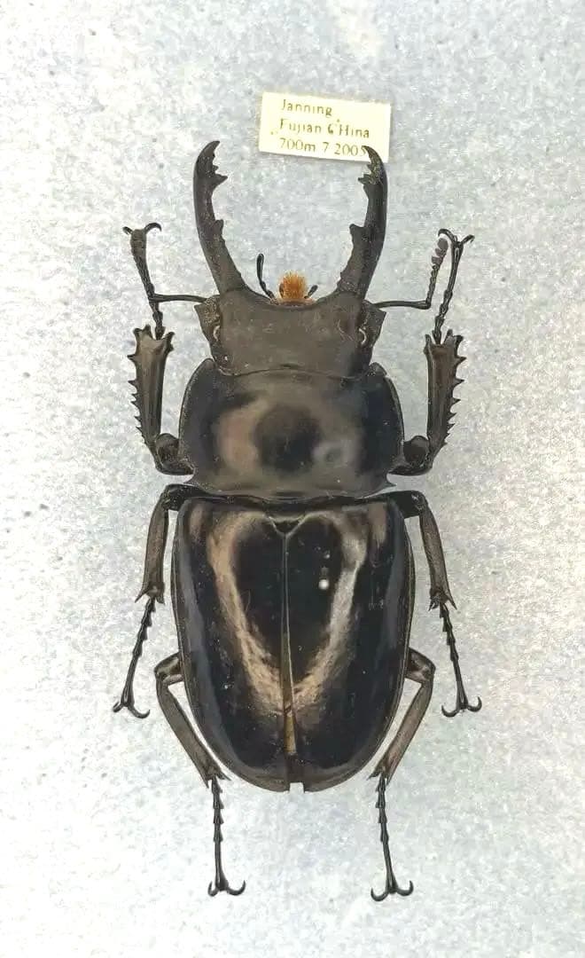 ペラルマトゥスマルバネクワガタ亜種ゴラール