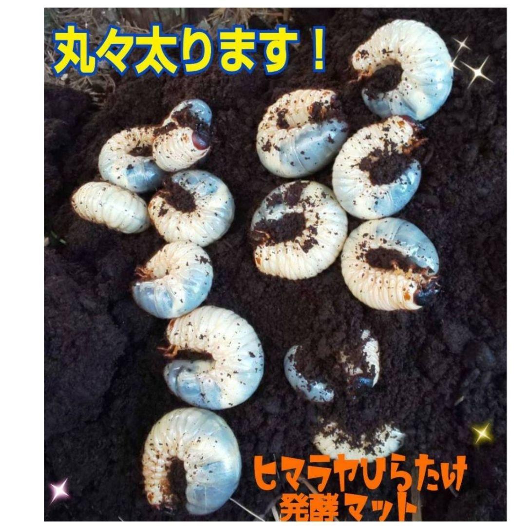 カブトムシ幼虫の餌、産卵に抜群！改良しました！発酵マット【たっぷり60リットル】
