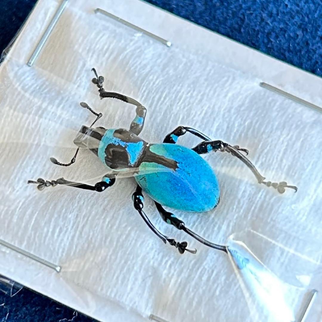 01261 美麗標本　カタゾウムシ