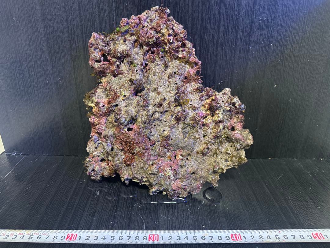 天然ライブロック 4個