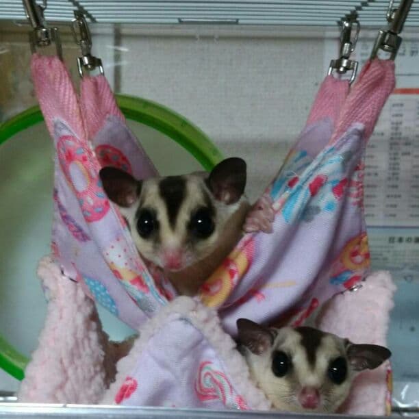 モモンガハウス(小花柄)ボア白       2000円