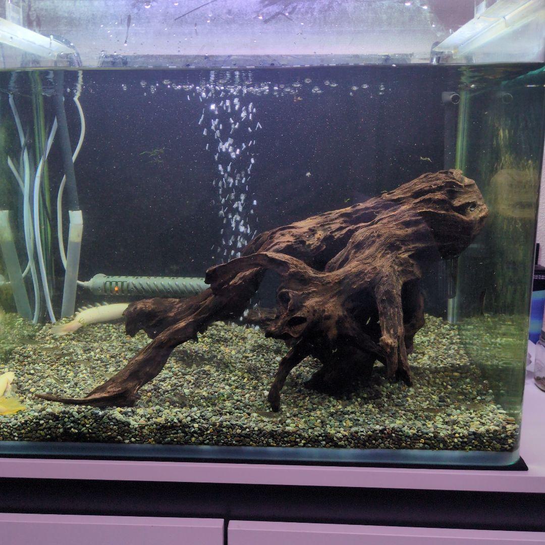 水槽用流木ダークブラウン沈水済み