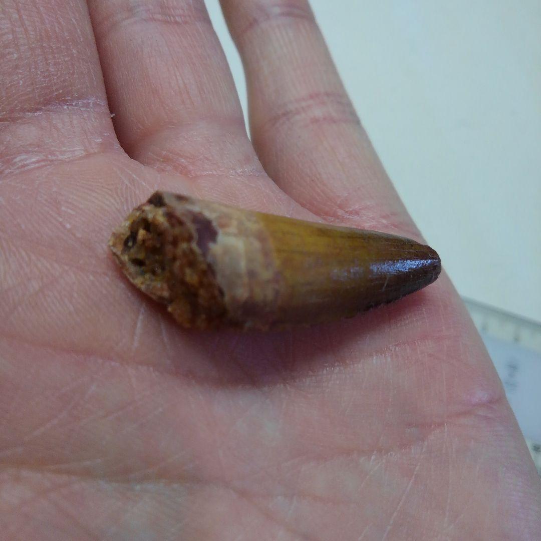 スピノサウルス　本物　化石　歯　標本