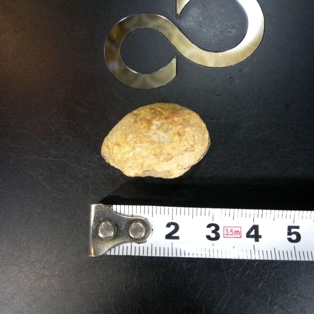 三葉虫　化石　fossil　ボリビア産　trilobite　南アメリカ化石郡②