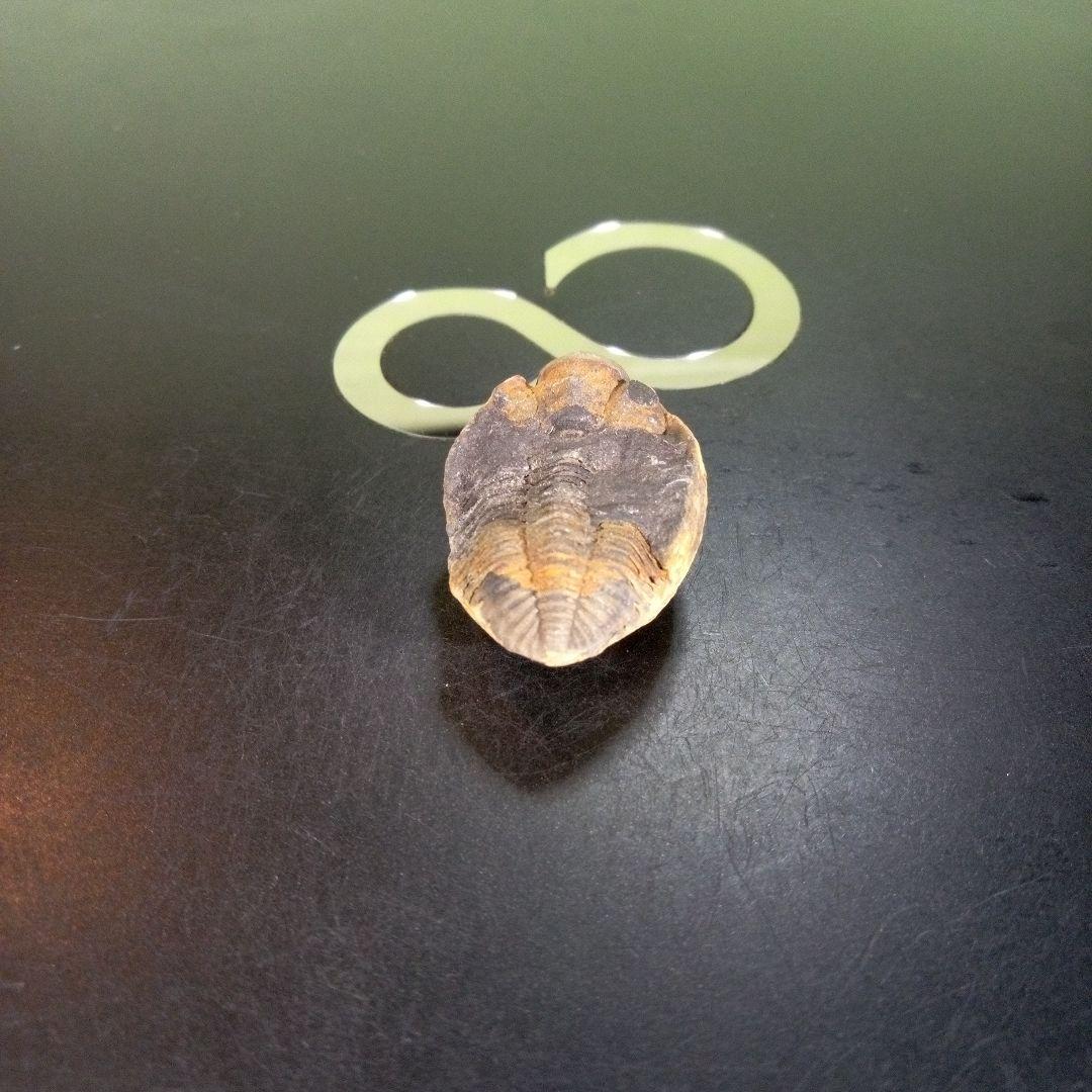 三葉虫　化石　fossil　ボリビア産　trilobite　南アメリカ化石郡②