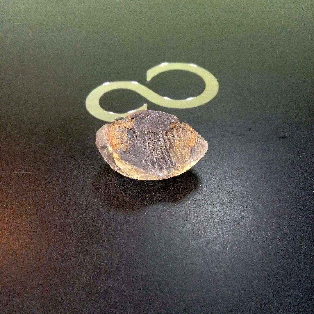 三葉虫　化石　fossil　ボリビア産　trilobite　南アメリカ化石郡②