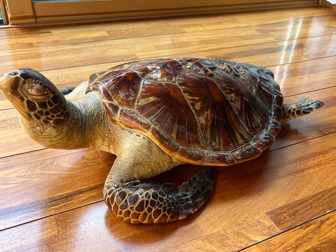 亀　 置物　※発送は年明けになります